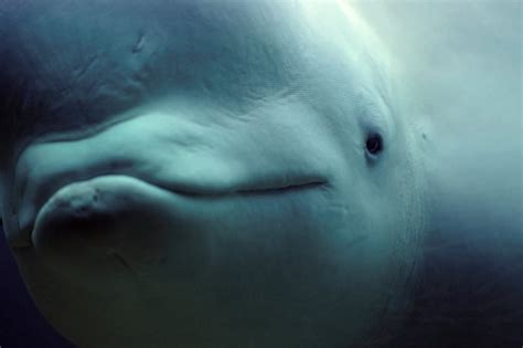 Beluga whale - WWF Arctic