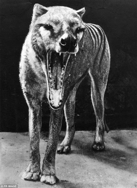 Image result for thylacine | Weird animals, Rare animals, Extinct animals