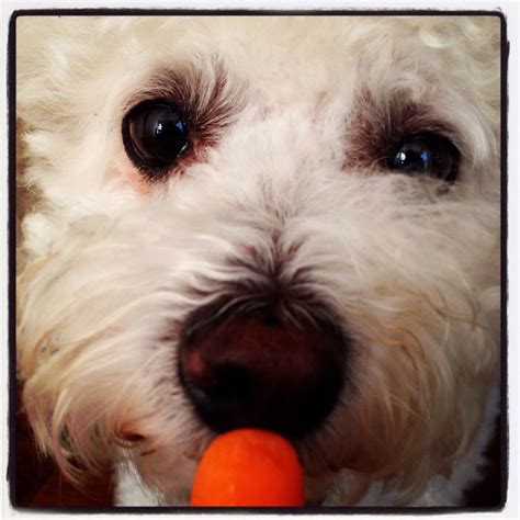 @YourDogSmiles. Carrots are a health dog treat. | Animal lover, Dogs ...