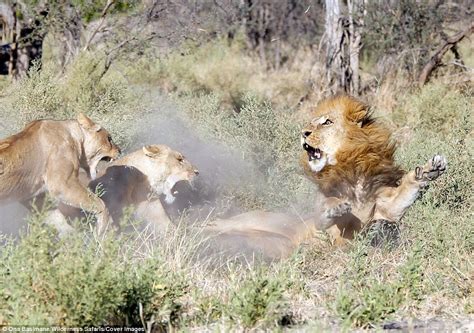 Wildlife Showdown: 45 Intense Moments of Male Lion vs. Lioness Clash (Video).
