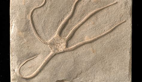 Fossil echinoderm collection | Natural History Museum