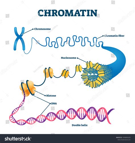 Chromatin In A Cell Model