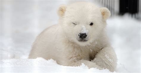 Cute Kali: Orphaned Polar bear cub prepares for move
