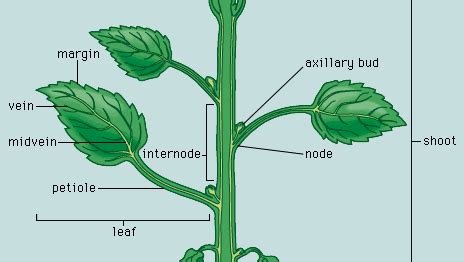 Internode | plant anatomy | Britannica