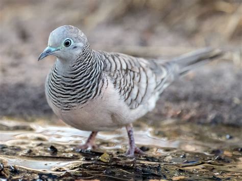 Peaceful Dove - eBird