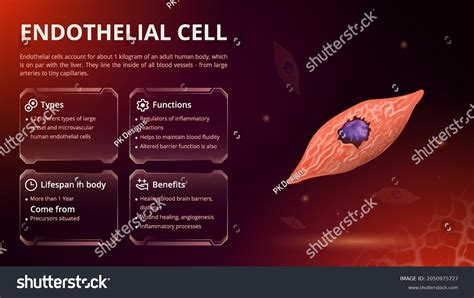 521 Endothelial Cells Images, Stock Photos & Vectors | Shutterstock