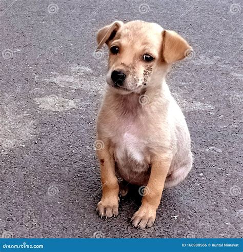 Puppy of an Indian Street Dog Stock Photo - Image of lovely, posing ...