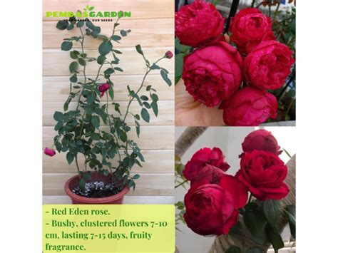 Recommended Climbing Rose Varieties – PEMDASGARDEN