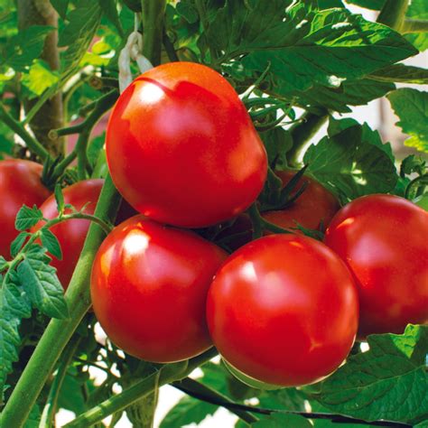 Organic Tomato Seeds - Open Pollinated | Seed2Plant | Reviews on Judge.me