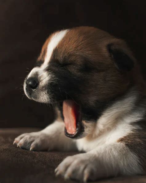 Animal Images | Download Free Images on Unsplash | Animals images, Puppy images, Dogs