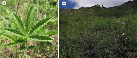 Potentilla × chemalense: A-вasal leaf with terminal leaflet on the... | Download Scientific Diagram