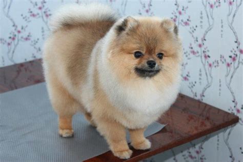 pictures of pomeranian hair cuts - Yahoo Image Search Results | Dog haircuts, Pomeranian haircut ...