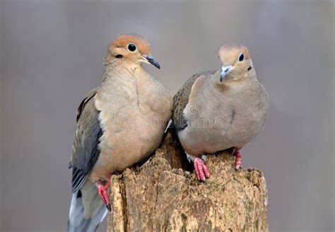 DOVES IN LOVE stock photo. Image of flight, bird, hope - 12744300