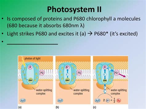 Photosynthesis Senior Biology - ppt download