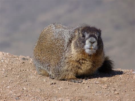 Pikes Peak Marmot | Animals, Pikes peak, Brown bear