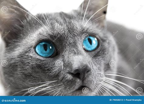 Gato Gris Con Los Ojos Azules Hermosos Un Fondo Blanco Aislado Imagen de archivo - Imagen de ...