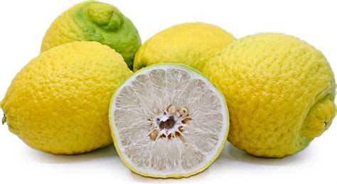 Jeruk Citrus Information and Facts