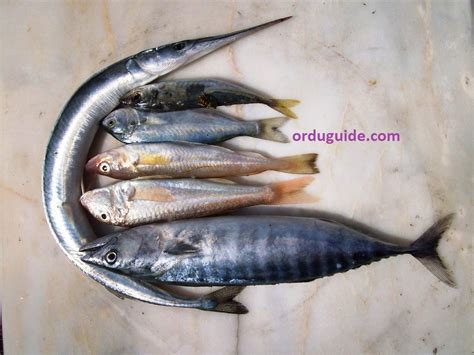 Some fish species from Persembe | Cittaslow Persembe