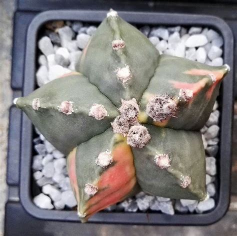 Astrophytum myriostigma cv. Variegata | Suculentas, Plantas, Cactus