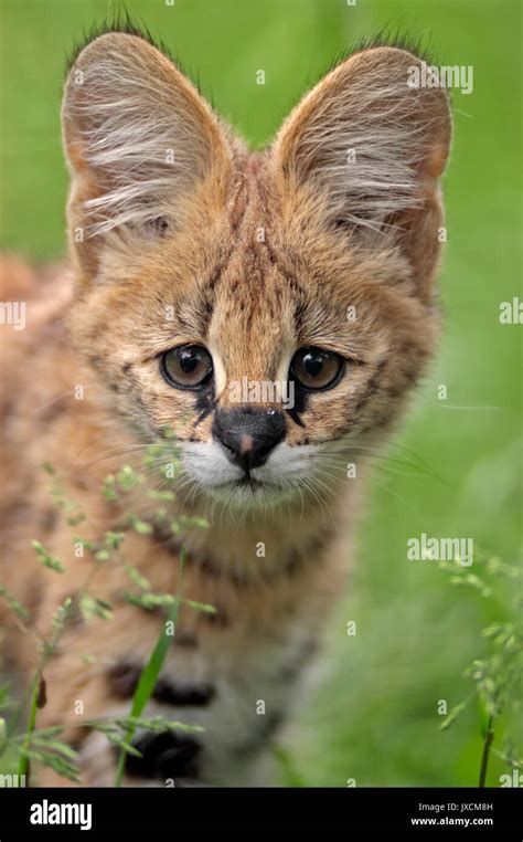 Serval, cub / (Leptailurus serval, Felis serval) | Serval, Jungtier ...