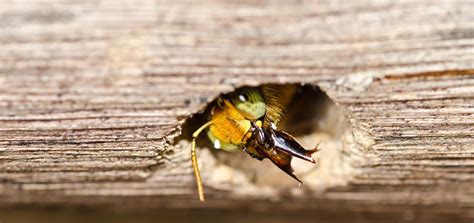 Carpenter Bees Nests: Appearance and Function | BeehiveHero