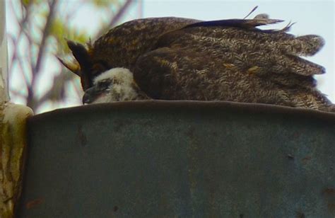 Red and the Peanut: A mama Great Horned Owl feeding her baby...