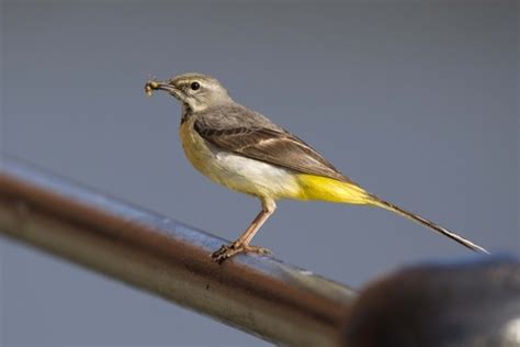 Grey wagtail | The Wildlife Trusts