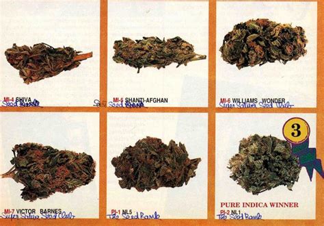 Cannabis in the 80s, the Dutch revolution- Alchimia Grow Shop