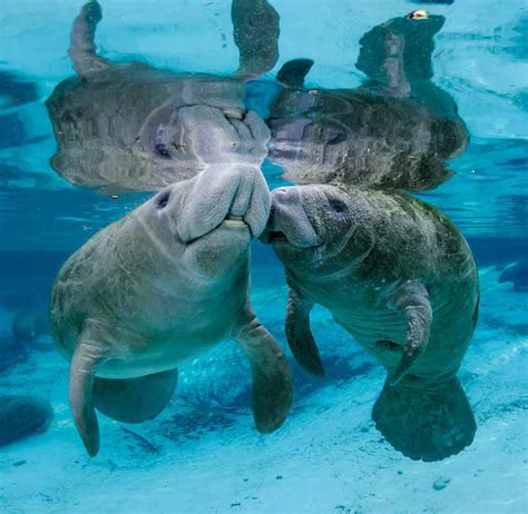 Manatees Facts | Fun Facts About Manatees | Manatee Lagoon