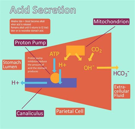 Acid Production - Hydrochloric Acid - Regulation - TeachMePhysiology