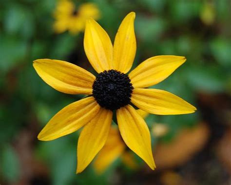 maryland state flower - Rudbeckia hirta Rudbeckia hirta, the Black-eyed ...