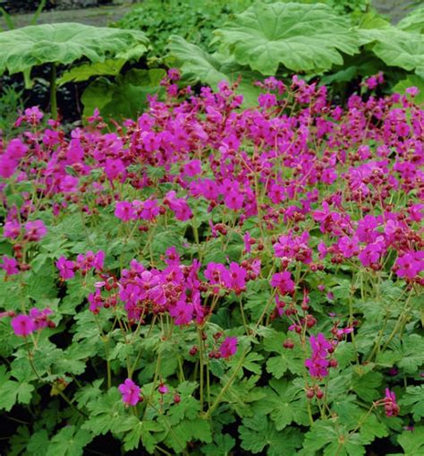 18 plantas cubresuelos con flor