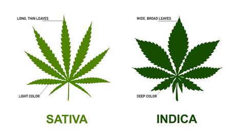 Sativa vs Indica: What Is The Difference? | Fast Buds