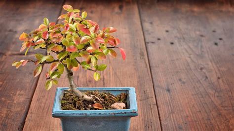 Cotoneaster Bonsai Tree: Varieties, Care Guide, and More