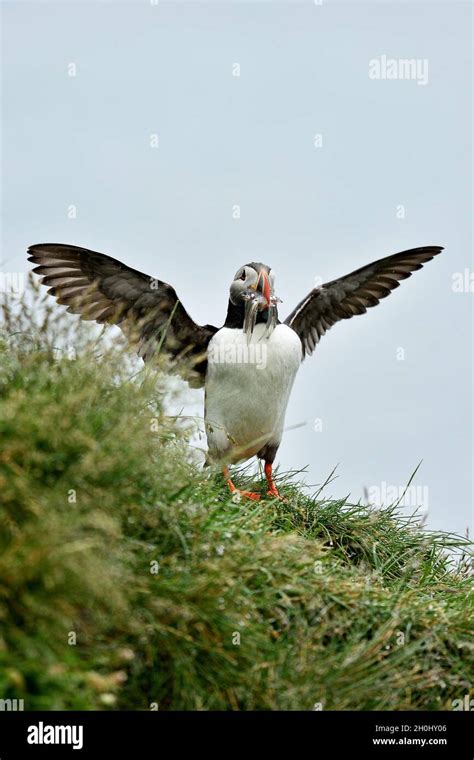 Puffin beak full of fish. Puffin wingspread Stock Photo - Alamy