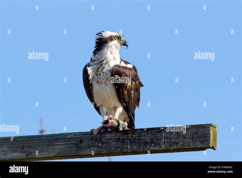 Osprey, Haliaetus pandion, also known as a sea hawk, fish eagle, sea ...