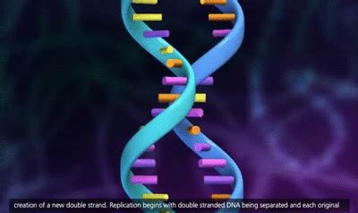 DNA Replication Process [3D Animation] on Make a GIF