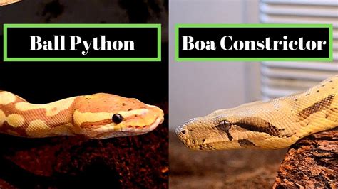 Ball Python Vs Boa Constrictor: Which Is Better For You?