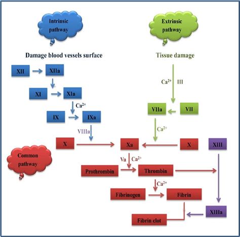 Fig. 1. Schematic of the coagulation cascade. Activation of both ...