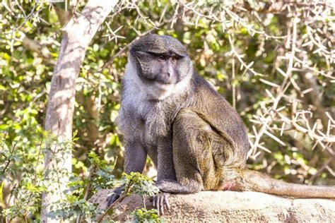 Swamp Monkeys | New England Primate Conservancy