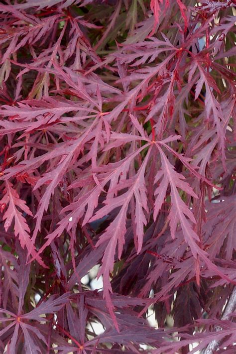 Buy Red Dragon Dwarf Japanese Maple | FREE SHIPPING | 3 Gal