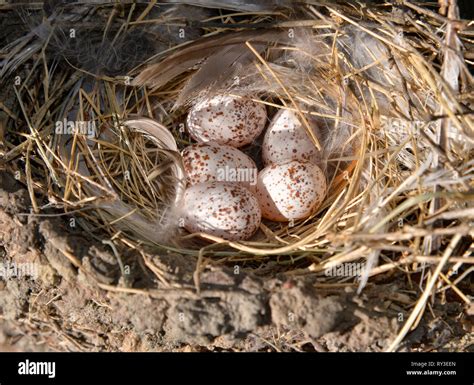 Wren bird nest with eggs Stock Photo - Alamy