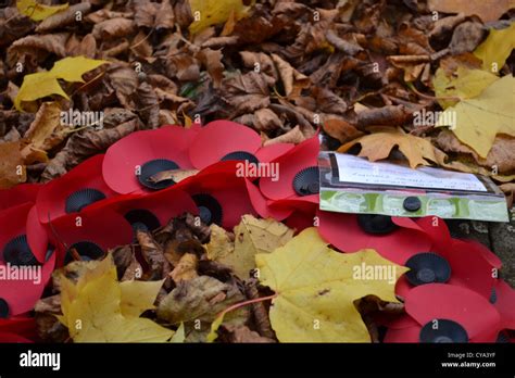 Remembrance day poppies Stock Photo - Alamy