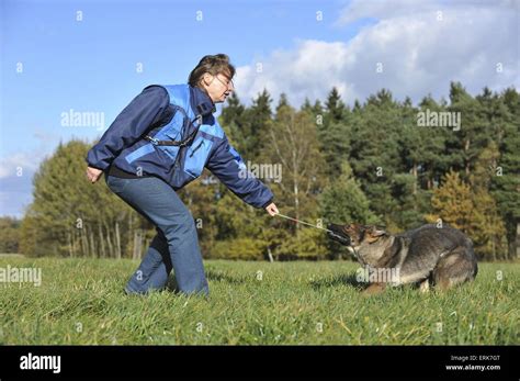 playing German Shepherd Stock Photo - Alamy