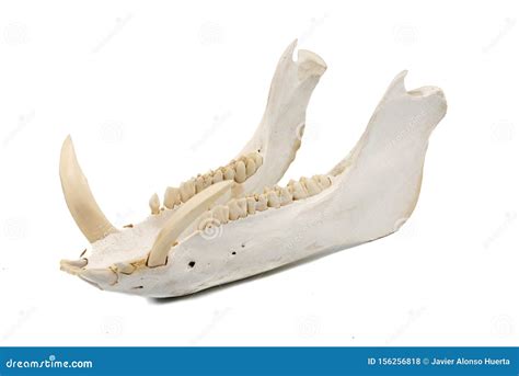 Wild Boar, Sus Scrofa, Mammal Skull, Jaw Stock Photo - Image of mamashy, beast: 156256818