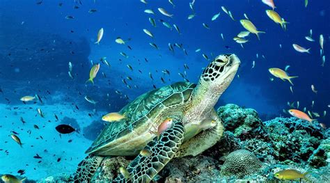 Tubbataha Reefs Natural Park - PHILIPPINES