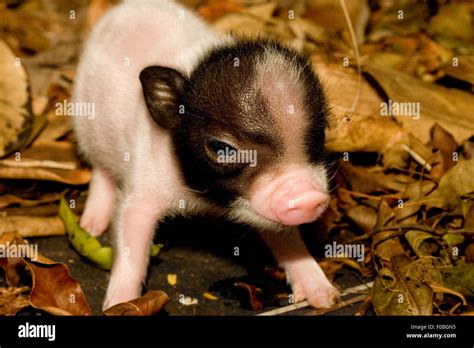 A Cute Baby pig on a farm Stock Photo - Alamy