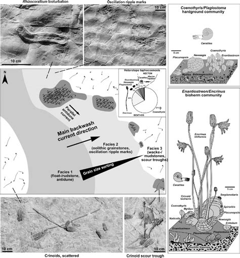 Taphonomy, facies zones of the studied surface and event model. The... | Download Scientific Diagram