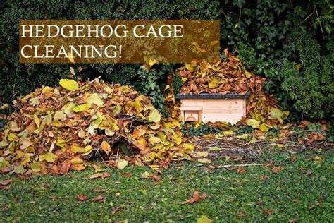 Hedgehog Cage Cleaning: Basic Facts | Hedgehog Care 101