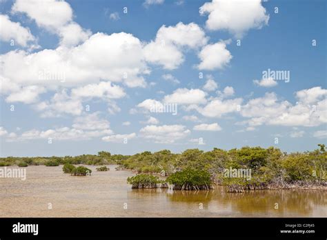 Crocodile Lake National Wildlife Refuge, Key Largo, Florida, USA Stock Photo - Alamy